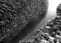 twister of sardines over the reef edge by Andre Philip 